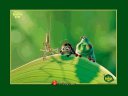 Bugs Life -  